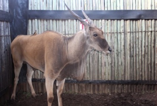 LOT 19 1X ELAND M:1
