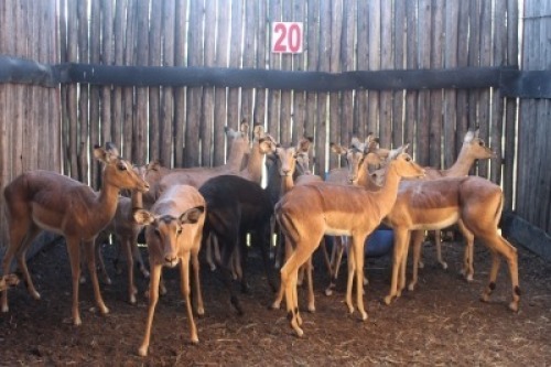 LOT 20A 13X ROOIBOK V/F:13 (Per Piece to take the lot/Per stuk om lot te neem)