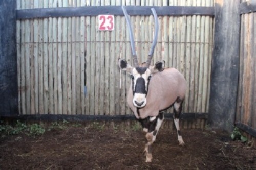 LOT 23 1X GEMSBOK M:1