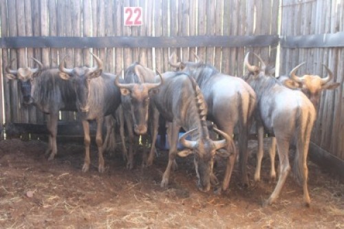 LOT 22 7X BLOUWILDEBEES M:1 V/F:6 (Per Piece to take the lot/Per stuk om lot te neem)