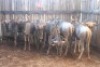 LOT 22 7X BLOUWILDEBEES M:1 V/F:6 (Per Piece to take the lot/Per stuk om lot te neem)