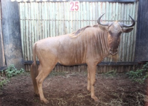 LOT 25 1X GOUE WILDEBEES M:1