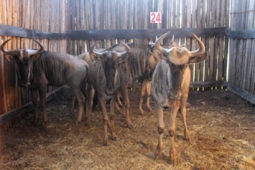 LOT 24 7X BLOUWILDEBEES M:1 V/F:6 (Per Piece to take the lot/Per stuk om lot te neem)