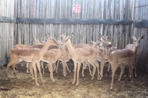 LOT 26 15X ROOIBOK M:2 V/F:13 (Per Piece to take the lot/Per stuk om lot te neem)