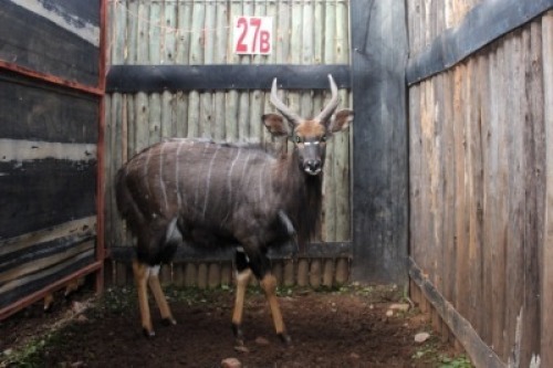 LOT 27B 1X NJALA M:1