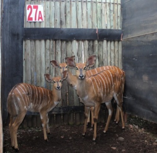 LOT 27A 3X NJALA V/F:3 (Per Piece to take the lot/Per stuk om lot te neem)