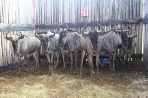 LOT 28 7X BLOUWILDEBEES M:1 V/F:6 (Per Piece to take the lot/Per stuk om lot te neem)