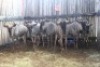 LOT 28 7X BLOUWILDEBEES M:1 V/F:6 (Per Piece to take the lot/Per stuk om lot te neem)
