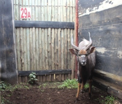 LOT 29A 1X NJALA M:1