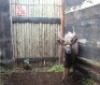 LOT 29A 1X NJALA M:1