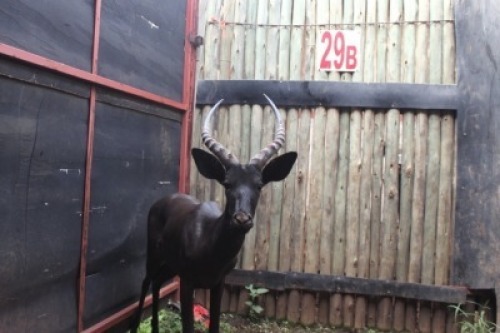 LOT 29B 1X SWART ROOIBOK M:1