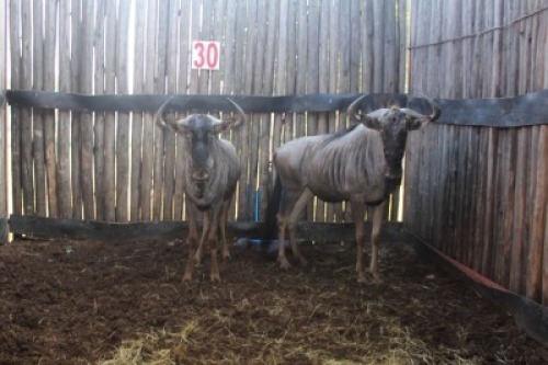LOT 30 2X BLOUWILDEBEES M:2 (Per Piece to take the lot/Per stuk om lot te neem)