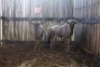 LOT 30 2X BLOUWILDEBEES M:2 (Per Piece to take the lot/Per stuk om lot te neem)