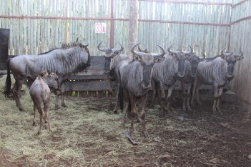 LOT 33A 8X BLOUWILDEBEES M:1 V/F:6 (Per Piece to take the lot/Per stuk om lot te neem)
