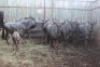 LOT 33A 8X BLOUWILDEBEES M:1 V/F:6 (Per Piece to take the lot/Per stuk om lot te neem)