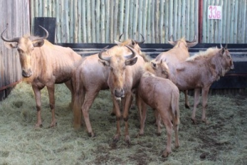 LOT 33B 7X GOUE WILDEBEES V/F:7 (Per Piece to take the lot/Per stuk om lot te neem)