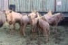 LOT 33B 7X GOUE WILDEBEES V/F:7 (Per Piece to take the lot/Per stuk om lot te neem)