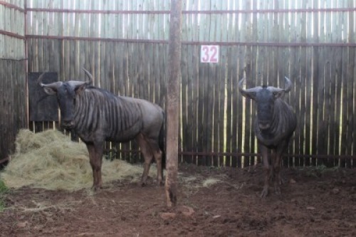 LOT 32 2X BLOUWILDEBEES M:2 (Per Piece to take the lot/Per stuk om lot te neem)