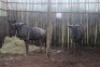 LOT 32 2X BLOUWILDEBEES M:2 (Per Piece to take the lot/Per stuk om lot te neem)