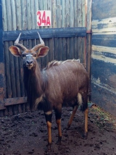LOT 34A 1X NJALA M:1