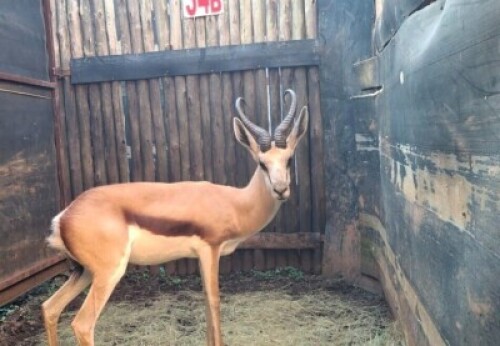LOT 34B 1X SPRINGBOK M:1