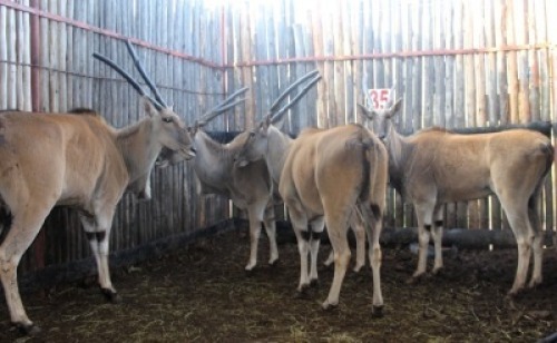 LOT 35 4X ELAND V/F:4 (Per Piece to take the lot/Per stuk om lot te neem)
