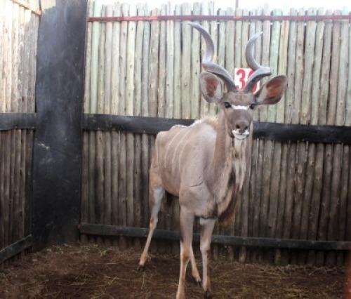 LOT 36 1X KOEDOE M:1