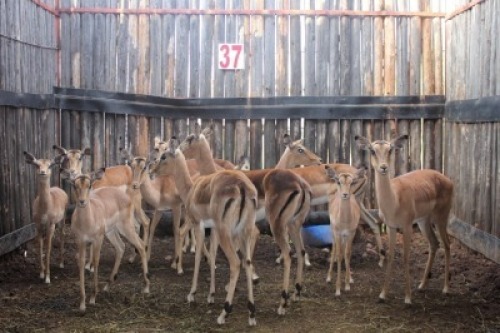 LOT 37 11X ROOIBOK V/F:11 (Per Piece to take the lot/Per stuk om lot te neem)
