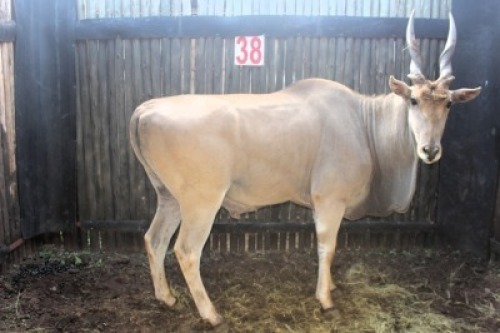 LOT 38 1X ELAND M:1