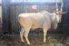 LOT 38 1X ELAND M:1