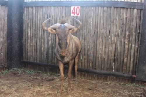 LOT 40 1X BLOUWILDEBEES M:1