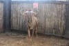 LOT 40 1X BLOUWILDEBEES M:1
