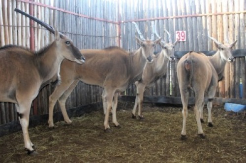 LOT 39 4X ELAND V/F:4 (Per Piece to take the lot/Per stuk om lot te neem)