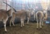 LOT 39 4X ELAND V/F:4 (Per Piece to take the lot/Per stuk om lot te neem)