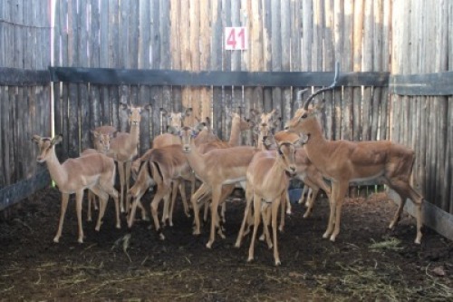 LOT 41 13X ROOIBOK M:2 V/F:11 (Per Piece to take the lot/Per stuk om lot te neem)