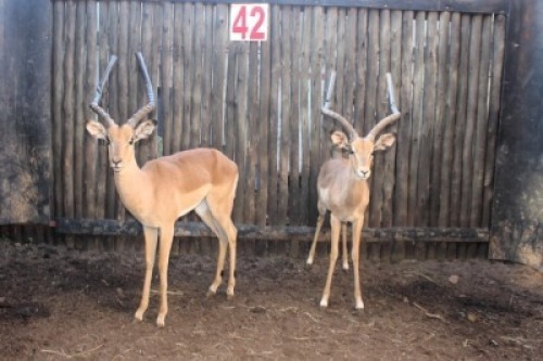 LOT 42 2X ROOIBOK M:2 (Per Piece to take the lot/Per stuk om lot te neem)