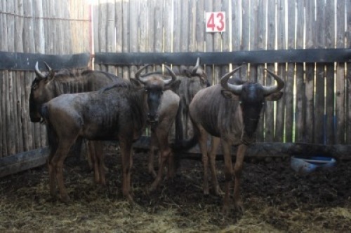 LOT 43 4X BLOUWILDEBEES V/F:4 (Per Piece to take the lot/Per stuk om lot te neem)