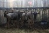 LOT 43 4X BLOUWILDEBEES V/F:4 (Per Piece to take the lot/Per stuk om lot te neem)