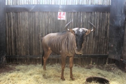 LOT 44 1X BLOUWILDEBEES M:1