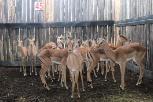 LOT 45 15X ROOIBOK M:2 V/F:13 (Per Piece to take the lot/Per stuk om lot te neem)