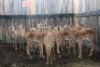LOT 45 15X ROOIBOK M:2 V/F:13 (Per Piece to take the lot/Per stuk om lot te neem)