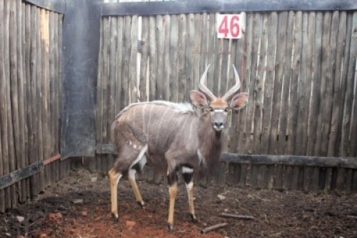 LOT 46 1X NJALA M:1