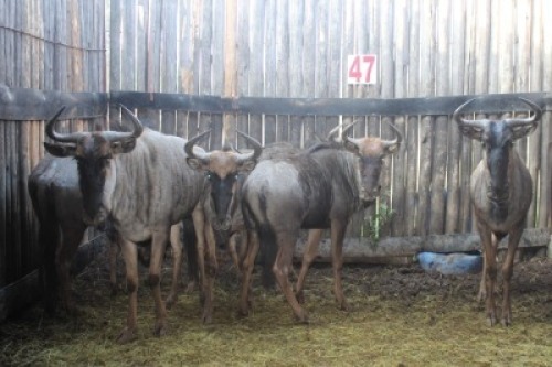 LOT 47 6X BLOUWILDEBEES V/F:6 (Per Piece to take the lot/Per stuk om lot te neem)