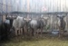 LOT 47 6X BLOUWILDEBEES V/F:6 (Per Piece to take the lot/Per stuk om lot te neem)