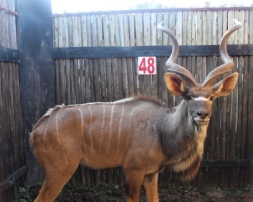 LOT 48 1X KOEDOE M:1