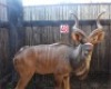 LOT 48 1X KOEDOE M:1