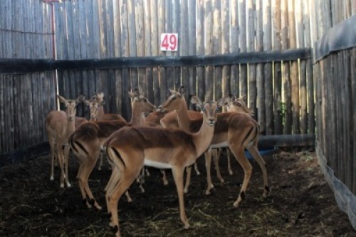 LOT 49 12X ROOIBOK V/F:12 (Per Piece to take the lot/Per stuk om lot te neem)