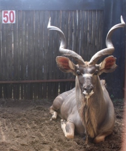 LOT 50 1X KOEDOE M:1