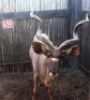 LOT 50 1X KOEDOE M:1 - 2