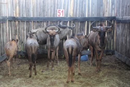 LOT 51 5X BLOUWILDEBEES V/F:3 (Per Piece to take the lot/Per stuk om lot te neem)